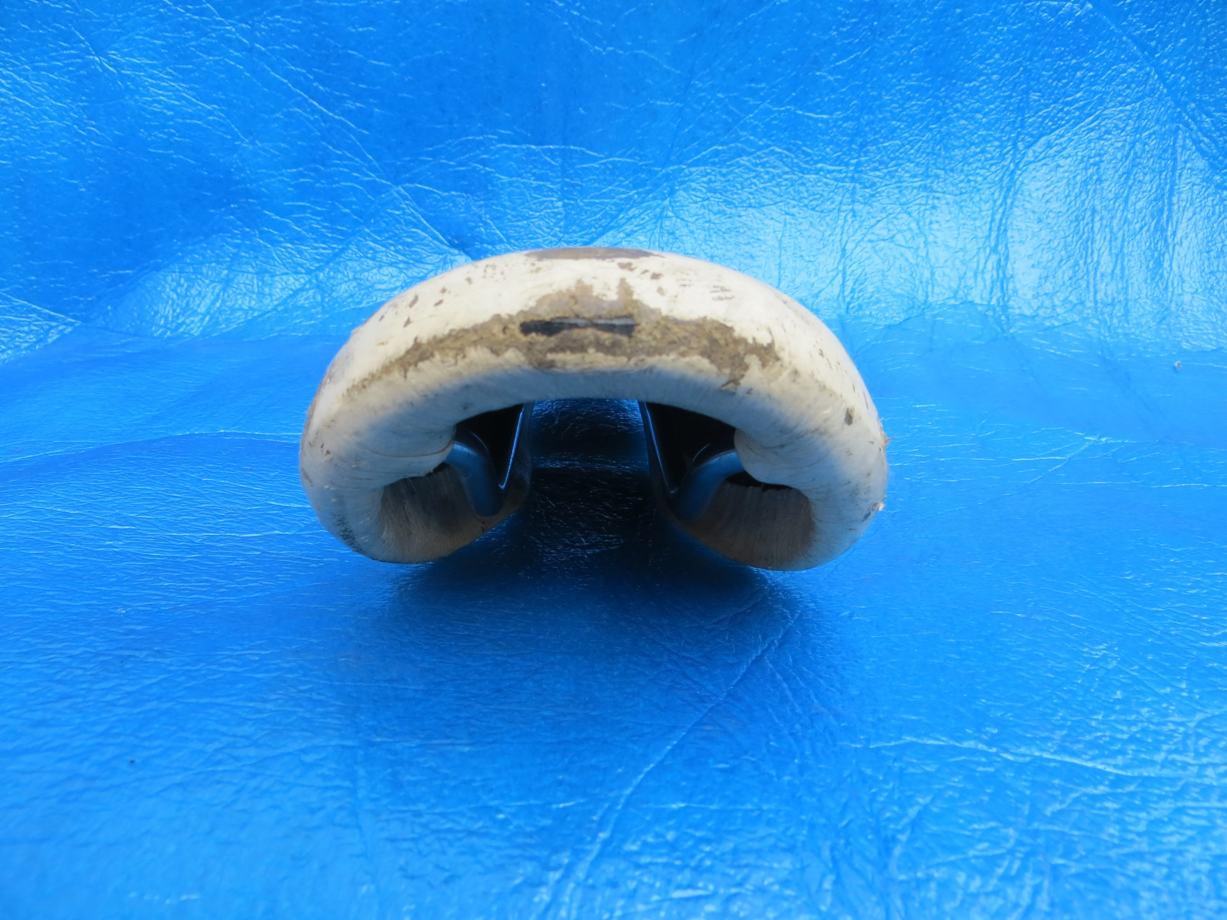Fujita Seamless Y.F.C PISTA NJS Saddle 44mm (23062202) - Image 4